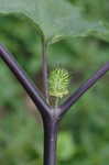 Jimsonweed